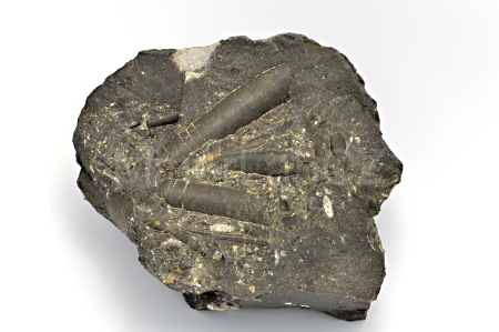Obrázek ORTHOCERAS