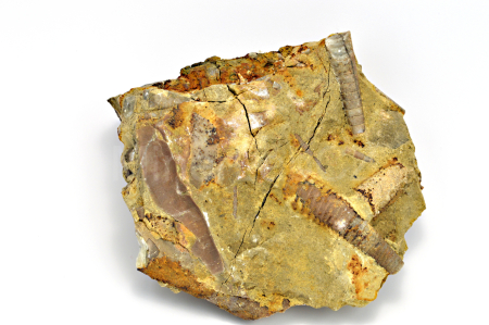 Obrázek ORTHOCERAS