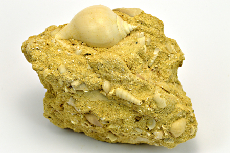PLŽ - SYCUM BULBIFORME